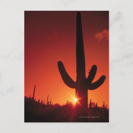 Silhouette of cactus at dusk , Saguaro National Briefkaart (Voorkant)