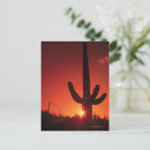 Silhouette of cactus at dusk , Saguaro National Briefkaart (Staand voorkant)