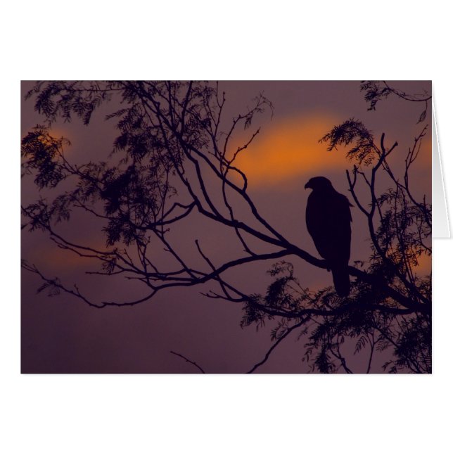 Silhouette of Harris Hawk (Parabuteo unicinctus) (Voorkant Horizontaal)