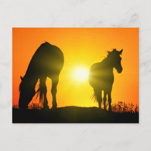 Silhouette of Two Horses at Sunset Briefkaart
