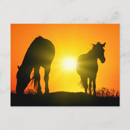Silhouette of Two Horses at Sunset Briefkaart (Voorkant)