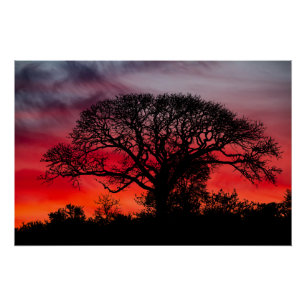 Silhouette Tree tegen Red Sky Perfect Poster