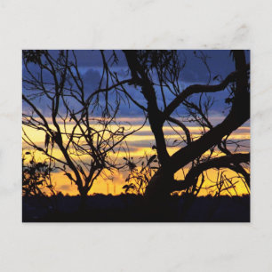 Silhouette Trees Skyscapes Briefkaart