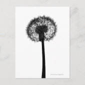Silhouette van dandelion briefkaart (Voorkant)