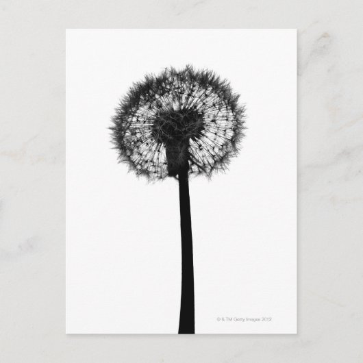 Silhouette van dandelion briefkaart (Voorkant)