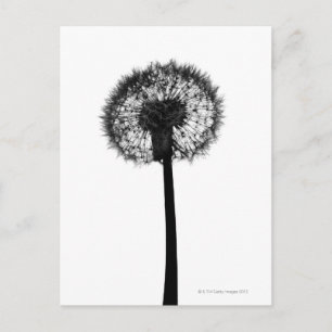 Silhouette van dandelion briefkaart