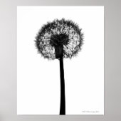 Silhouette van dandelion poster (Voorkant)
