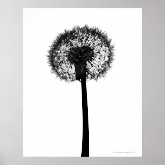 Silhouette van dandelion poster (Voorkant)