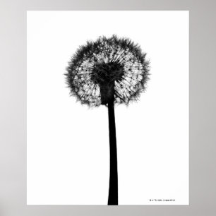 Silhouette van dandelion poster