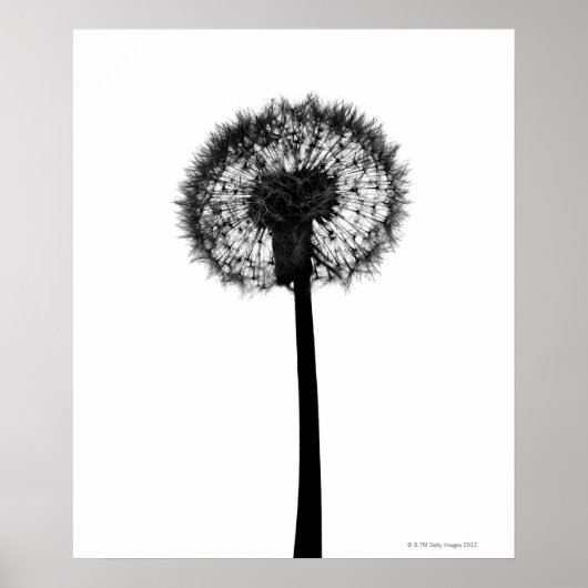 Silhouette van dandelion poster (Voorkant)