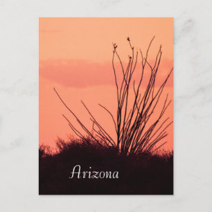 Silhouette van een ocotillo Arizona Briefkaart