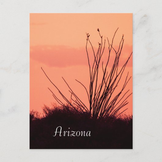 Silhouette van een ocotillo Arizona Briefkaart (Voorkant)