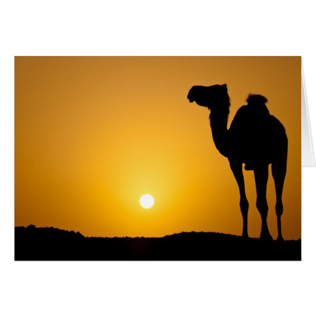 Silhouette van een wilde kameel bij zonsondergang (Voorkant Horizontaal)