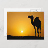 Silhouette van een wilde kameel bij zonsondergang briefkaart (Voorkant / Achterkant)