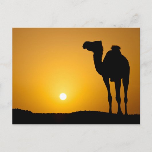 Silhouette van een wilde kameel bij zonsondergang briefkaart (Voorkant)