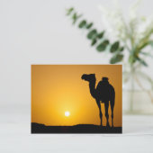 Silhouette van een wilde kameel bij zonsondergang briefkaart (Staand voorkant)
