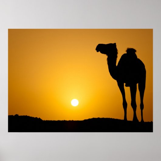 Silhouette van een wilde kameel bij zonsondergang poster (Voorkant)