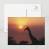 Silhouette van Giraffe (Giraffa Camelopardalis) Briefkaart (Voorkant / Achterkant)