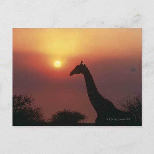 Silhouette van Giraffe (Giraffa Camelopardalis) Briefkaart (Voorkant)