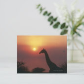 Silhouette van Giraffe (Giraffa Camelopardalis) Briefkaart (Staand voorkant)