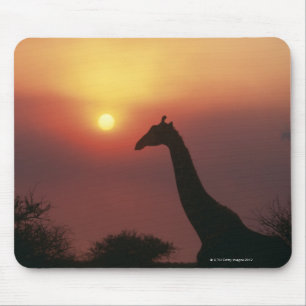 Silhouette van Giraffe (Giraffa Camelopardalis) Muismat