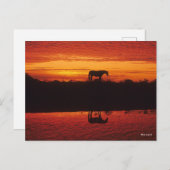 Silhouette van Horse tegen Sunset Sky Briefkaart (Voorkant / Achterkant)