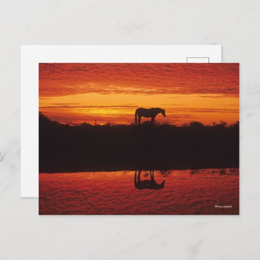 Silhouette van Horse tegen Sunset Sky Briefkaart (Voorkant / Achterkant)