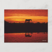 Silhouette van Horse tegen Sunset Sky Briefkaart (Voorkant)