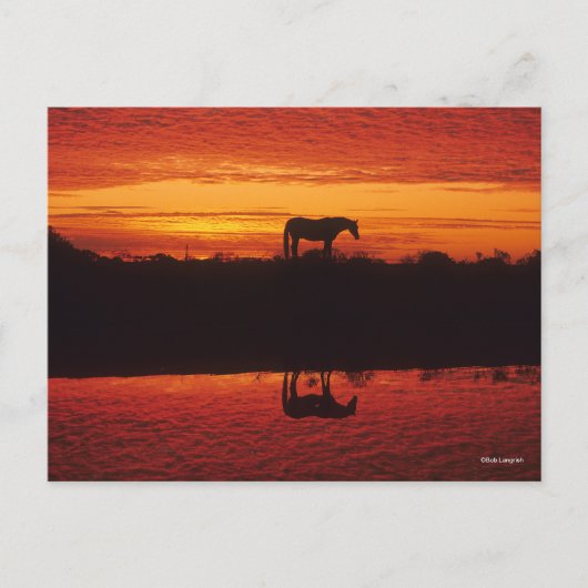 Silhouette van Horse tegen Sunset Sky Briefkaart (Voorkant)