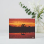 Silhouette van Horse tegen Sunset Sky Briefkaart (Staand voorkant)
