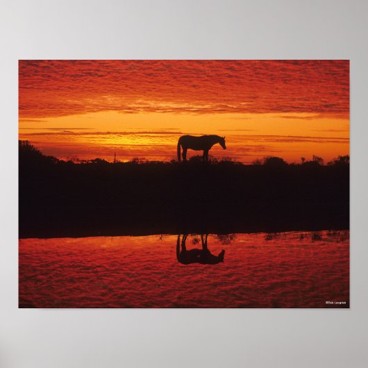 Silhouette van Horse tegen Sunset Sky Poster (Voorkant)