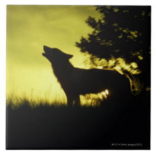 Silhouette van wolvenhowling tegeltje