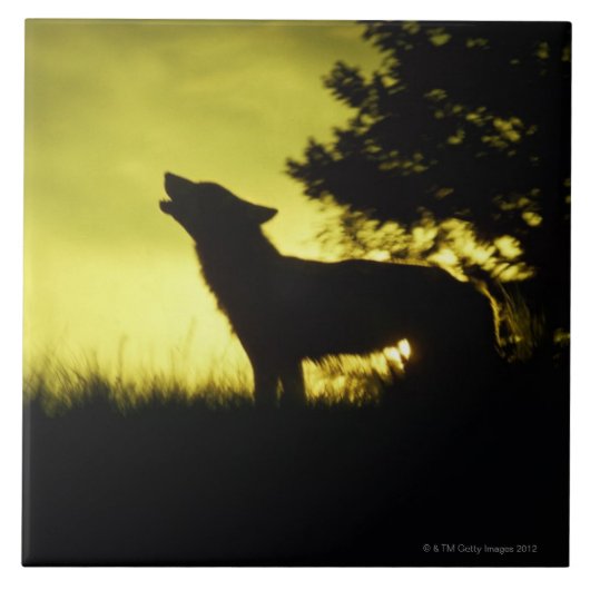 Silhouette van wolvenhowling tegeltje (Voorkant)