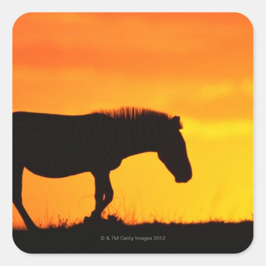 Silhouette van zebra op savanna vierkante sticker (Voorkant)