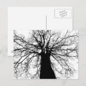 Silhouette (zwart-witboom) - Briefkaart (Voorkant / Achterkant)