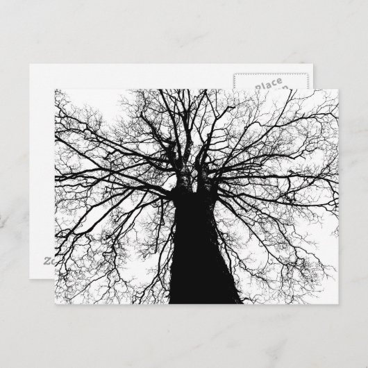 Silhouette (zwart-witboom) - Briefkaart (Voorkant / Achterkant)