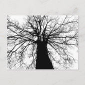 Silhouette (zwart-witboom) - Briefkaart (Voorkant)