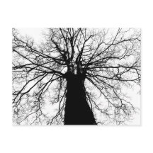 Silhouette (zwart-witboom) - Briefkaart