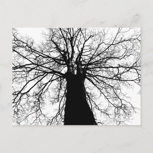 Silhouette (zwart-witboom) - Briefkaart (Voorkant)
