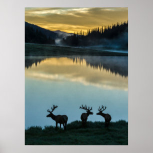 Silhouetten van mannetjeselanden bij Poudre Lake z Poster