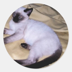 Siliciumhoudend kat van zandsteen voor kattenhuisd ronde sticker