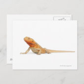 SilkBacks schaalloze draak - Pogona Briefkaart (Voorkant / Achterkant)