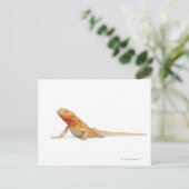SilkBacks schaalloze draak - Pogona Briefkaart (Staand voorkant)
