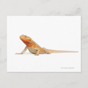 SilkBacks schaalloze draak - Pogona Briefkaart