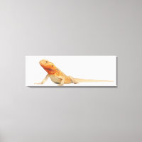 SilkBacks schaalloze draak - Pogona