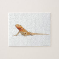 SilkBacks schaalloze draak - Pogona