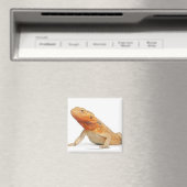 SilkBacks schaalloze draak - Pogona Magneet (Insitu (Vaatwasser))