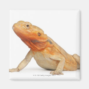 SilkBacks schaalloze draak - Pogona Magneet