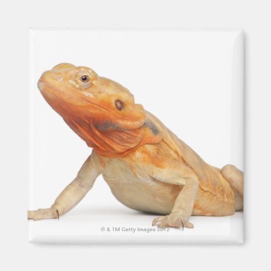 SilkBacks schaalloze draak - Pogona Magneet (Voorkant)