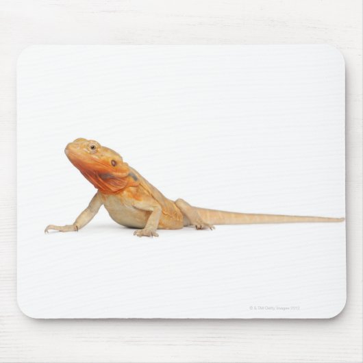 SilkBacks schaalloze draak - Pogona Muismat (Voorkant)